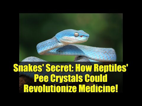 Snakes' Secret: How Reptiles' Pee Crystals Could Revolutionize Medicine!