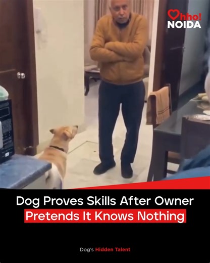 Ohho Noida - News, Events & Must-Dos on Instagram: "A playful video shows a man pretending his dog has no tricks only for the pet to surprise everyone with a series of adorable moves. Follow @ohhonoida for more updates #ohhoindia #ohhonoida #petvideo #dogtalent #wholesomemoment #citystories [ Dog Tricks Video, Pet Bond, Noida ]"
