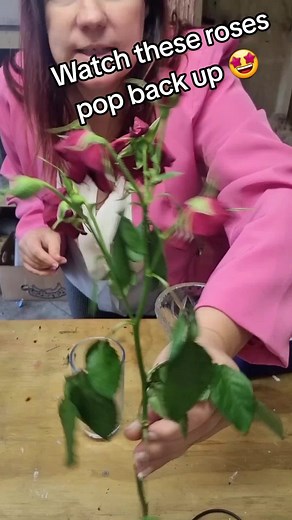 Esther's flowers on TikTok