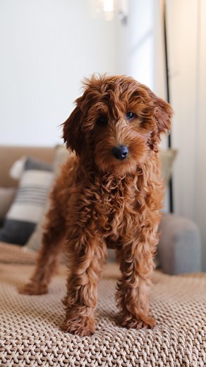 How To Tell If Your Doodle Puppy Has A Wavy Or Curly Coat! #goldendoodles #doodles #goldendoodlepuppy | Honey Mountain Kennels