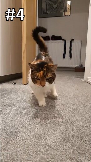 5 Signs Your Cat Has Dementia