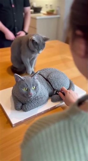 We cut a Russian Blue-shaped cat cake near a real Russian Blue cat — what happened next