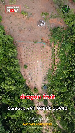 1K views · 12 reactions | Beautiful Dragon Fruit Farm: A Tour of a Stunning Tropical Oasis | Discover Agriculture | Facebook