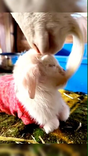 😍#asmr #asmrsounds #love #kids #satisfying #ideatimes #viral #fup #foryoupage #foryou