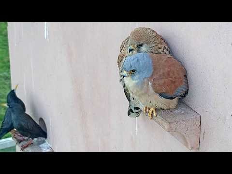 🦅 REGRESAN LOS CERNÍCALOS PRIMILLAS 🦅 · Parque Nacional de Cabañeros.