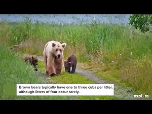 128 Grazer and Her Cubs | Best of Bear Cam