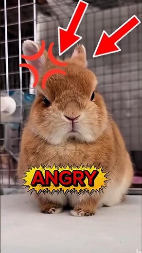 The Cutest Bunny Moments You’ll See Today