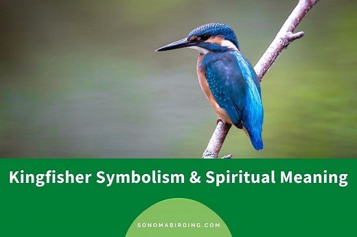 Kingfisher Symbolism and Meaning (Totem, Spirit, and Omens) - Sonoma Birding