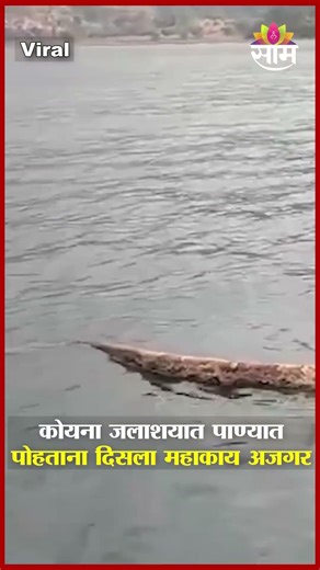 कोयना जलाशयात पाण्यात पोहताना दिसला महाकाय अजगर | Giant Python Spotted Swimming in Koyna Dam
