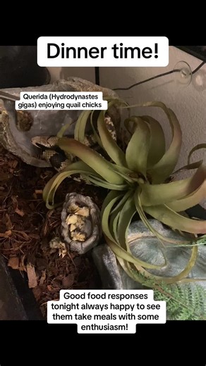 Snakes Feeding Time: Healthy Appetites Observed