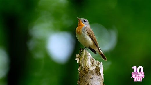 Red-breasted Flycatcher in Spring Forest