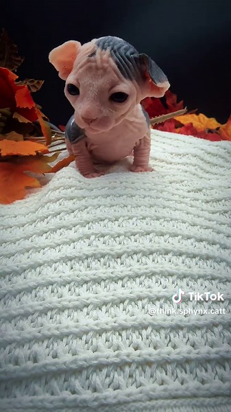 Adorable Baby Sphynx Kittens Stealing Hearts
