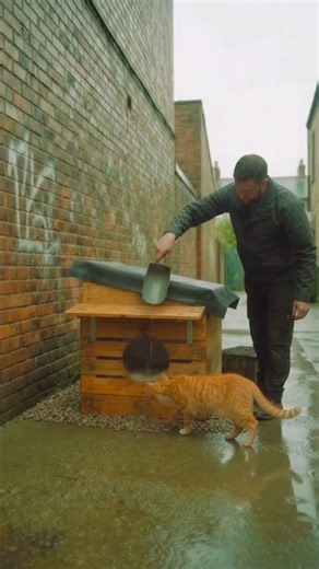 Stray Cat Gets a Rainproof Shelter Built From Scratch 🐾🌧️