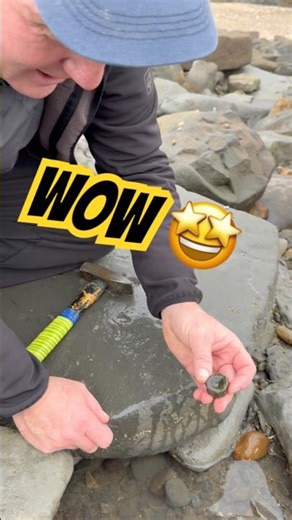 Spot⁉️The Fossil Backbone 🦴#beachfinds#ichthyosaurus#fossilhunter