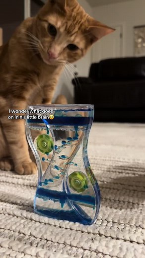feral cat to house cat: orange kitty rescued after hoarding