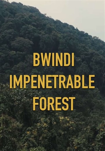 Gorilla Trekking in the pearl of Africa. 🦍 An unforgettable encounter and bucket list experience, forged in the Bwindi Impenetrable Forest of Uganda. Following a short trek, we spent an hour in the company of the Habinyanja gorilla family as they went about their morning. A humbling and quite surreal experience - but one I will never forget. Mountain gorilla tourism is a huge boost to the local community and economy, providing many locals with jobs and supporting education, growth, and conserva