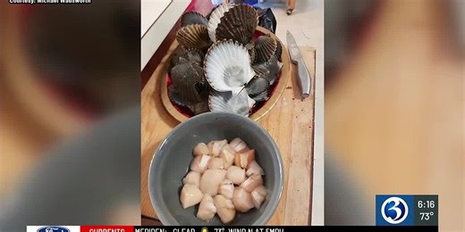 Scalloping season could return to the Niantic River