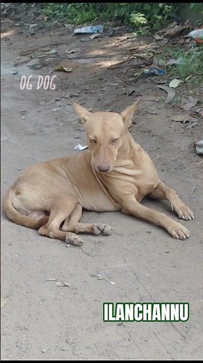 DOG comedy Tamil என் பொண்டாட்டி சமையல் காமெடி #dog #funny #tamil comedy #dogcomedy #dogshorts