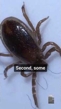 5 Mind-Blowing Tick Facts You Didn't Know!