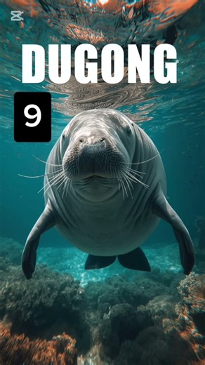 More Animals with D 🐞🦭 | A2Z Explorium | Quick Animal Facts