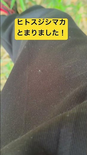 ヒトスジシマカとまりました！#蚊 #ヒトスジシマカ #モストップ #害虫防除技術研究所 #ヤブカ