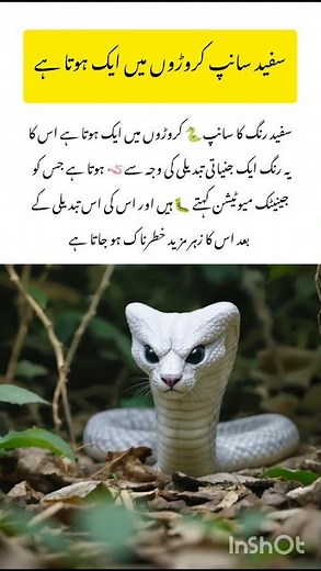 Meet the White Snake 🐍 #whitesnake #naturefacts #wildlife #nature #shorts