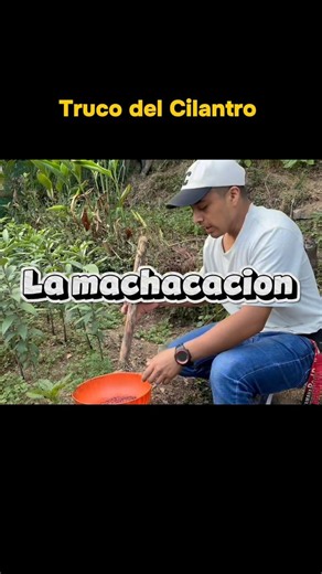 Truco para que germine más rápido el Cilantro #cilantro #truco #plantas #cilandro #tips