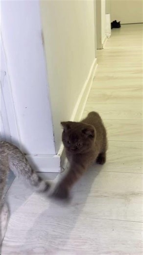 Our little bear 🐻💖🐾 #cat #nostalgia #catofskylight #kitten