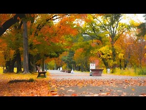 Whispers of Koyo: The Colors of Japanese Autumn