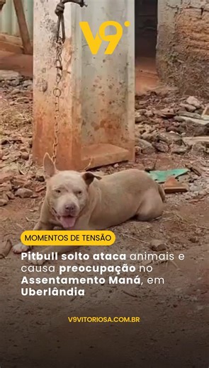 V9 Vitoriosa | Canal de notícias on Instagram: "Na manhã desta quarta-feira (14), moradores do Assentamento Maná, em Uberlândia, viveram momentos de tensão quando um cão da raça pitbull foi encontrado vagando solto pelas ruas da comunidade, resultando em um ataque a outros animais domésticos. Uma moradora da localidade registrou em vídeo a circulação do cachorro pelas vias do assentamento. Segundo o relato, o animal, que estava sem supervisão e sem guia, chegou a invadir sua residência e, dentro