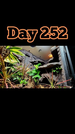 @bradsbioactivebuilds on Instagram: "252 days building a reptile enclosure. Bonus video coming soon on this 6 part DIY HUGE Reptile Enclosure build. It was a fun one to do, and I'm looking forward to showing you all my plans for 2024.... another series maybe.?. #bradsbioactivebuilds #reptiles #reptilecage #vivarium #reptilelover #bioactive #paludarium #plants #petsofinstagram #diy #diyenclosure #diycage #reptileroom #lizard #homejungle #rainforest #ecosystem"