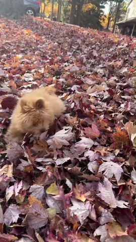 Barney the Pomapoo enjoys a fun day outside