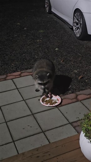 My new pet | David Hudson