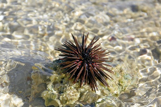 ▷ Erizo De Mar » Características, Alimentación, Hábitat, Reproducción, Depredadores