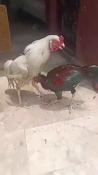 pure diamond fight vs Aseel