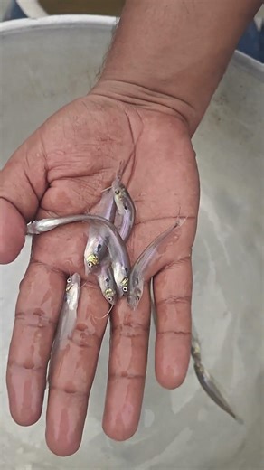 Papda seeds available