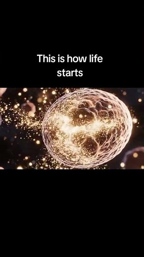 How Life Begins: Egg and Sperm Fertilisation Explained | Human Reproduction