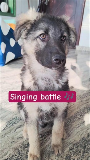 🎤 Buddy & Joolie’s EPIC Lip Sync Battle! 🐾🔥 #viral #shorts #shortvideo #puppy #pets