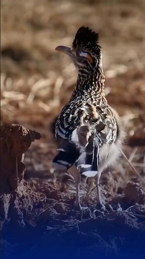 What's Really Behind the Roadrunner's SPEED?