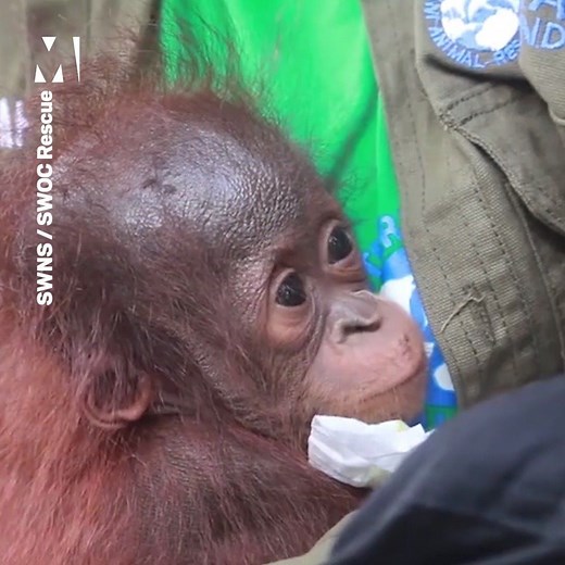20K views · 543 reactions | This is the moment a baby orangutan was rescued after losing his mother ❤️️ | Metro | Facebook