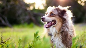 Blue Buffalo vs. Purina Pro Plan: Which dog food is best?