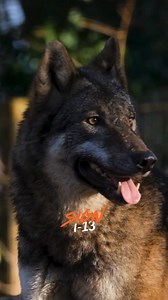 Colorado’s Initiative 13 seeks to do one thing and one thing only - put an end date on wolf introduction in CO. I urge you to sign the petition and/or ask questions to learn more. - It doesn’t end or modify ranchers compensation for livestock losses. - It doesn’t prevent CPW from managing wolves already here or new ones that migrate in naturally. - It just ends the wasteful importation effort that has already cost 2-3x more than taxpayers were told it would cost while costing the lives of 8 wolv