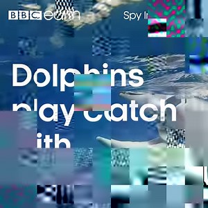 Pufferfish are one of the most poisonous fish in the ocean. Even so, adolescent dolphins love to play catch and even chew on these toxic creatures, having a narcotic effect on the dolphins. But don't worry, despite being passed around, the pufferfish tend to survive! #WorldOceanWeek | BBC Earth