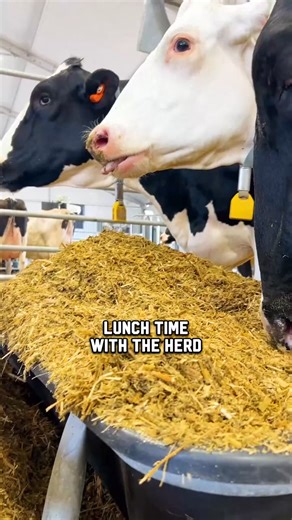 2K views · 22 reactions | Join us for the best part of the day: lunchtime with the herd  #DairyFarm #NYDairy #FarmLife #HerdLife #CowCulture #AgLife #FarmFresh | New York Dairy | Facebook