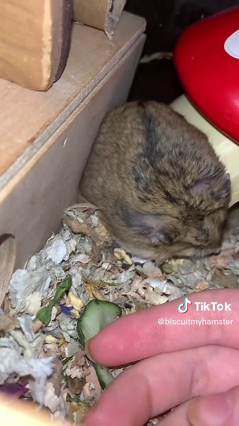 Caring for Your Hamster: Tips and Insights