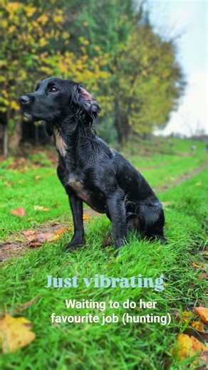 Raven on a shoot day, waiting for a cue to hunt, vibrating with excitement