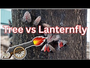 How to k!ll spotted lantern fly on birch trees. Lifecycle going into Fall, what to watch out for!