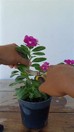 396K views · 3.8K reactions | Easiest Way To Propagate Vinca- 100% Success  #gardening #garden #plants #reels #trendingreel #trendingreels #trendingreelsvideo #facebookviral #facebookreel #facebookreelsviral #plantreel # | Gardening Ideas | Facebook