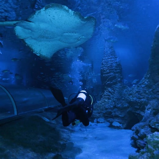 It’s Shark Month this July at AQWA! What better way to discover just how resharkable these amazing animals are than to swim alongside them in Australia’s largest single aquarium 🦈 Take the plunge this July with 25% off our snorkel and dive experiences, including our EcoTeen school holiday programs! | AQWA The Aquarium of Western Australia