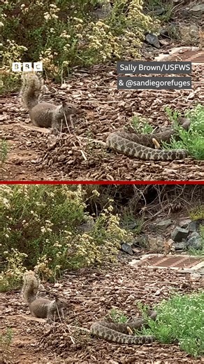 پھڈا، پھڈا، پھڈا! 🐍🥊🐿️ #Wildlife #Squirrel #Snake | BBC URDU
